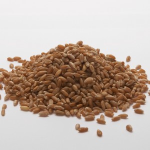 Red Wheat